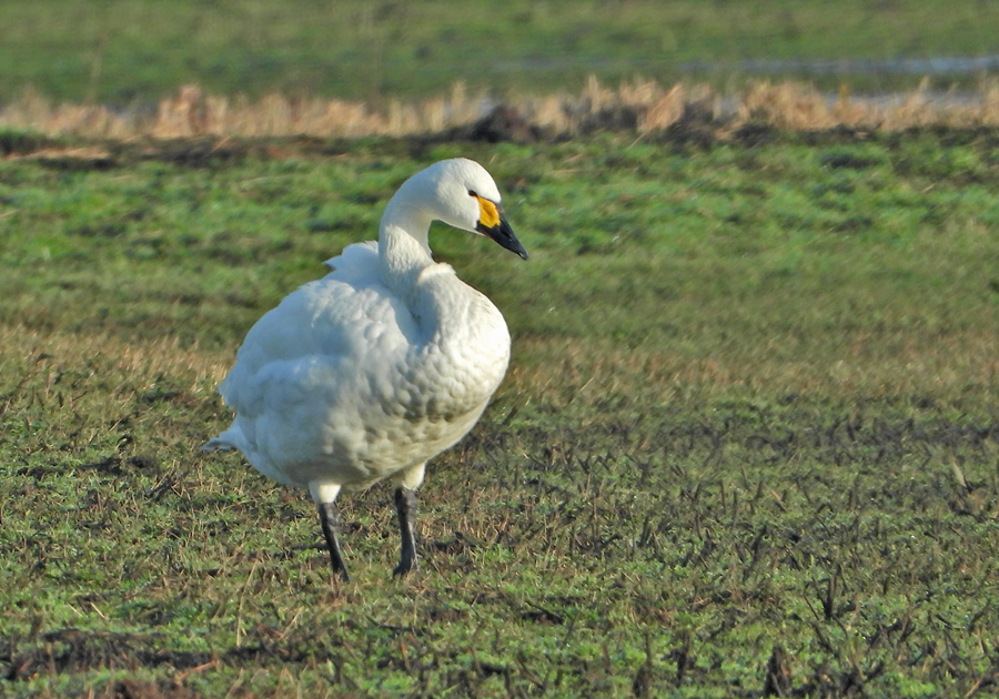 Cygnus bewickii Kleine Zwaan Bewicks Swan